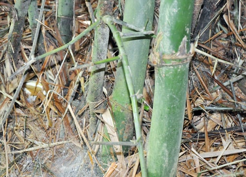 Loài tre 'mọc ngược' và giai thoại về chiếc điếu cày báo điềm lành ở Nghệ An