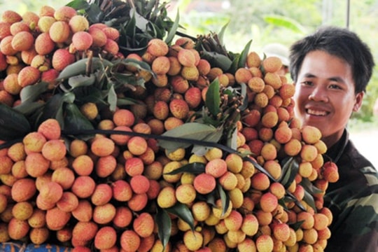 Gần 180.000 tấn vải thiều sắp ra thị trường