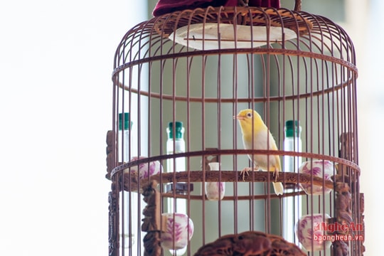 Chào mào, vành khuyên giá trăm triệu ở Nghệ An