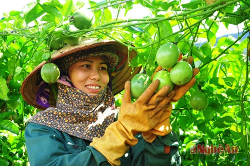 Quế Phong cần lồng ghép các nguồn lực để xây dựng NTM