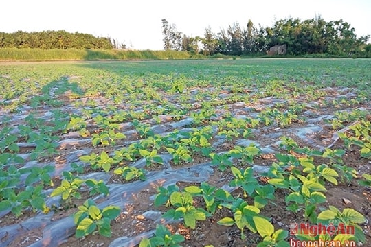 Cách làm mới của nông dân Diễn Châu gieo vừng trước khi thu hoạch lạc