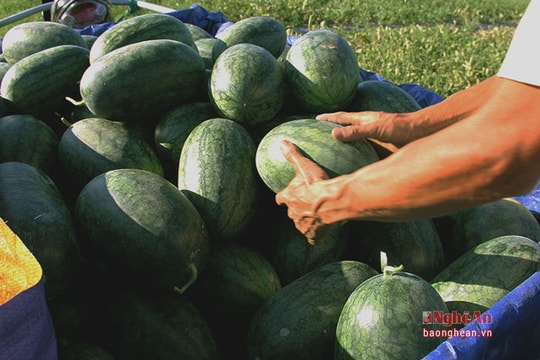 Vùng ngoại thành Vinh được mùa dưa hấu
