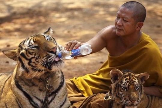 Những điều chưa biết về đền Ông Hổ tại Thái Lan