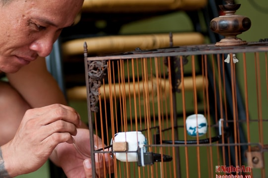 Những lồng chim hàng chục triệu ở Nghệ An