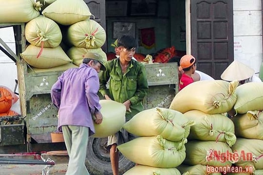 Vùng sản xuất lúa giống ở Nghệ An thu nhập cao hơn 1,5 lần lúa thường