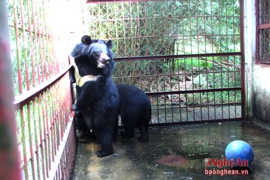 Nơi 'tạm trú' của động vật hoang dã tại Nghệ An