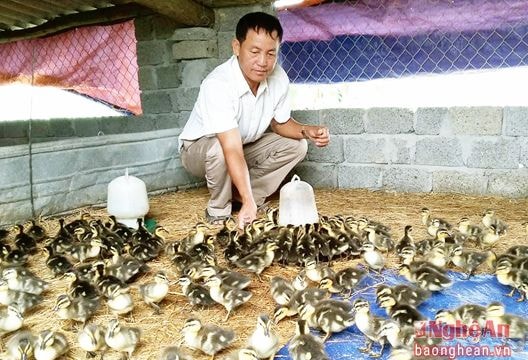 Người mở hướng chăn nuôi mới cho bà con nông dân