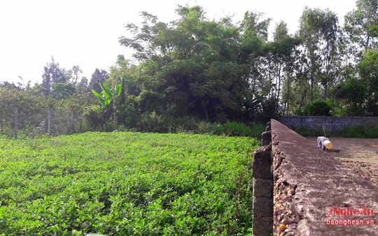 Xã lúng túng vì thửa đất nông nghiệp nhập nhằng