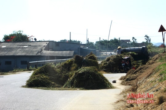 Lấn chiếm đê tả Lam làm sân phơi lúa