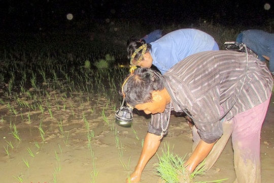 Người dân Nghệ An cấy đêm tránh nắng