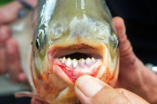 Sửng sốt với cá có hàm 'răng người' ở Mỹ