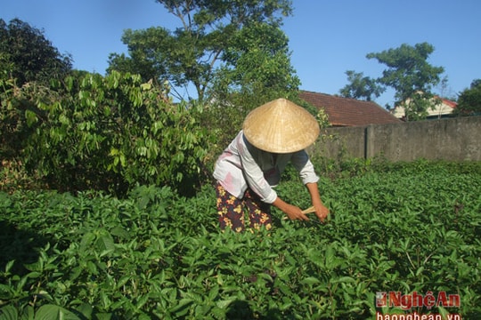 Nghề trồng rau gia vị sạch ở Cửa Lò