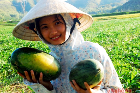 Nam Đàn: Vùng 5 Nam "thắng" mùa dưa hấu