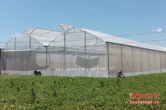 Trồng dưa lưới bằng công nghệ Isarel ở Nghệ An