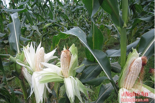 Trồng ngô nếp chống hạn thu 250 tỷ đồng/năm