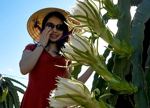 Hoa thanh long trắng nở ven vùng biển nắng Nghệ An