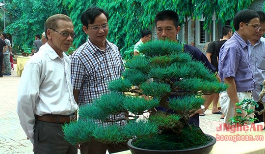 Những loài bonsai quý của làng cây cảnh Nghệ An