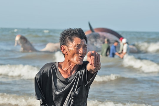 Lão ngư 'say' biển