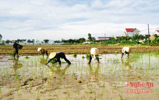 Nông dân Diễn Châu tập trung xuống đồng cấy 9.200 ha hè thu