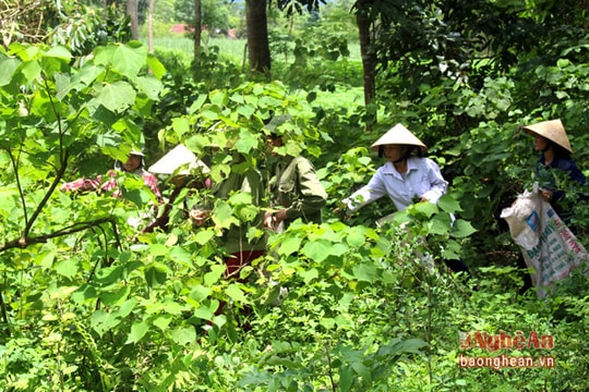 12 giờ trưa Tết đoan ngọ, theo người Thổ lên rừng hái thuốc