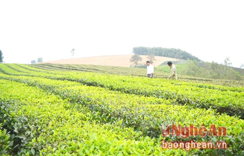 Nghệ An quy hoạch lại vùng chè hướng đến xuất khẩu