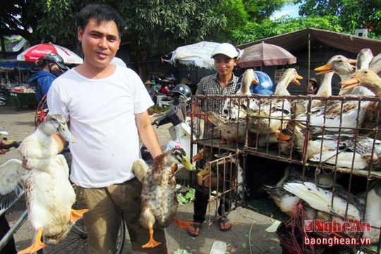 Gà, Vịt tiêu thụ mạnh trong ngày Tết Đoan ngọ