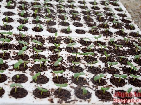 Anh Sơn: Đầu tư mô hình trồng rau nhà lưới công nghệ Isarel