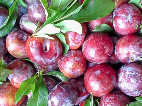 Những lợi ích vàng từ quả mận