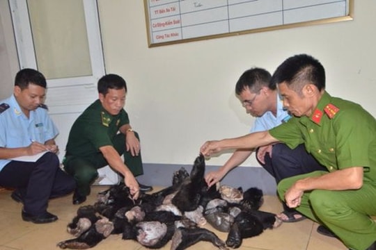 Bắt nghi phạm vận chuyển 60kg tay gấu