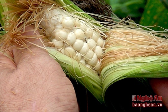 Dẻo thơm ngô nếp ven biển Cửa Lò