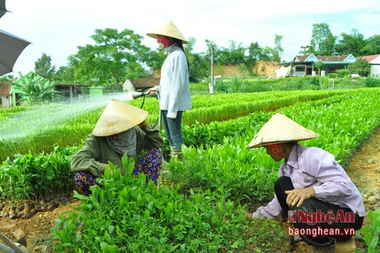 Nông dân Tân Kỳ xuất 35 triệu cây giống lâm nghiệp mỗi năm