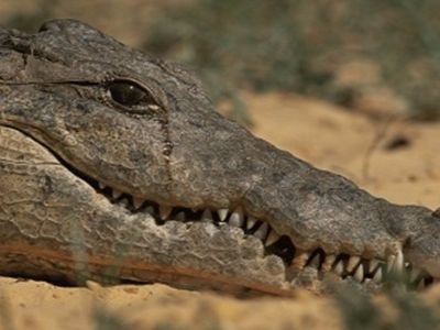 Sự thật về nước mắt cá sấu