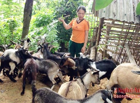 Bước đột phá mới ở Thành Sơn