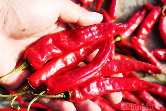Trồng ớt ước thu tiền tỷ ở Khánh Sơn - Nam Đàn