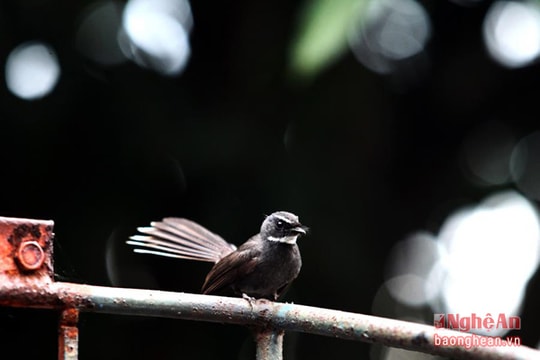 'Những khoảng lặng' tuyệt đẹp dưới ống kính nhiếp ảnh gia xứ Nghệ