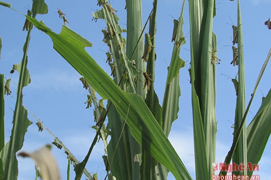 Châu chấu lưng vàng gây hại cây mía ở Nghệ An