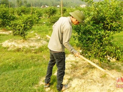 Nghị quyết về dồn điền, đổi thửa phát huy thực tế ở Nghi Lộc