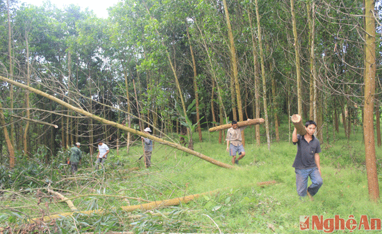 Nghệ An: Quy hoạch 140.000 ha rừng gỗ lớn