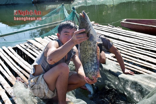 Nghệ An sản xuất thành công cá leo giống