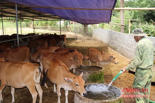 Thu hơn 1 tỷ mỗi năm từ nuôi bò vỗ béo