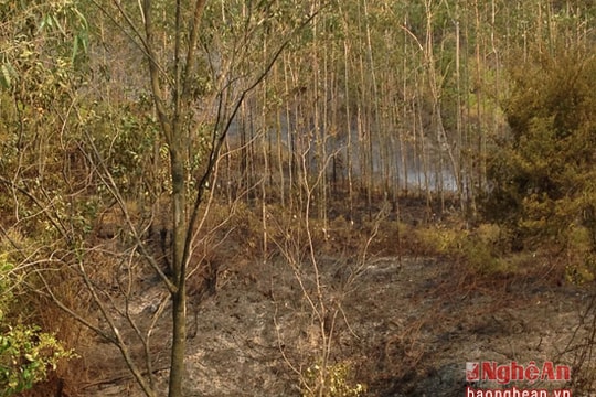 Nghệ An: Cảnh báo cháy rừng 'cấp cực kỳ nguy hiểm'