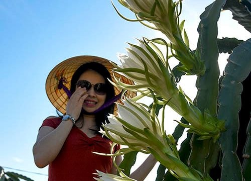 Dragon fruit white flowers blossom in sunny coastal region of Nghe An