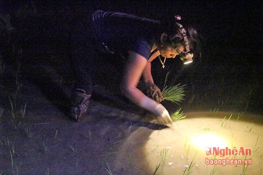 Tránh nắng nóng, nông dân Nghệ An cấy lúa lúc nửa đêm