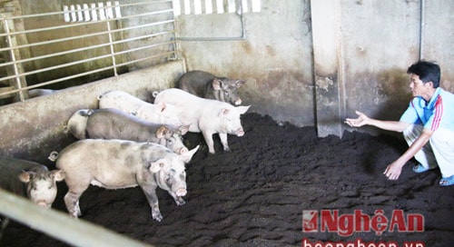 Nuôi lợn sử dụng đệm lót sinh học ở Cửa Lò
