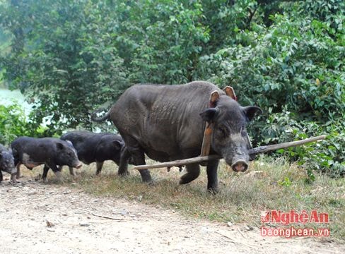 Nghệ An: Đeo gông cho lợn thả rông