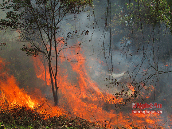 Con Cuông diễn tập phòng chống chữa cháy rừng