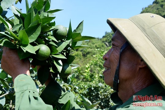 Phục hồi thương hiệu Cam Bãi Phủ
