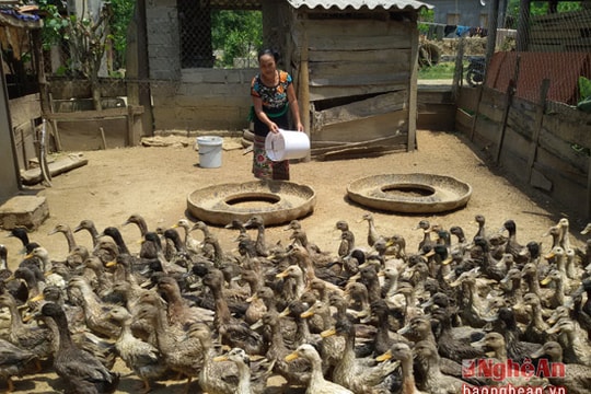 Phụ nữ miền Tây Nghệ An bảo tồn nguồn gien vịt bầu quý hiếm