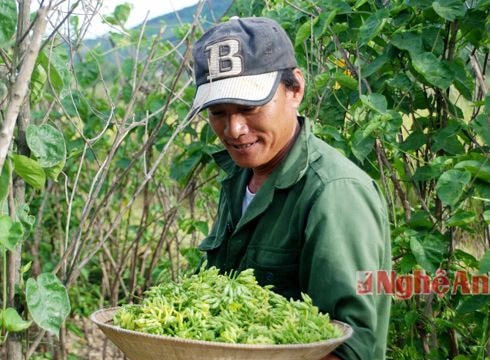 Trồng hoa thiên lý cho thu hoạch 200 triệu đồng/ha