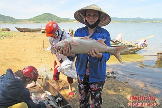 Cá hồ sông Sào được người dân săn đón